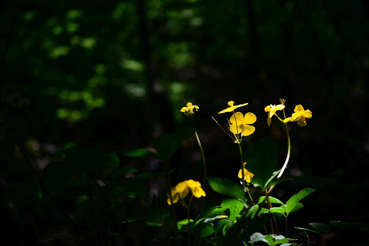 DSC_0337.jpg