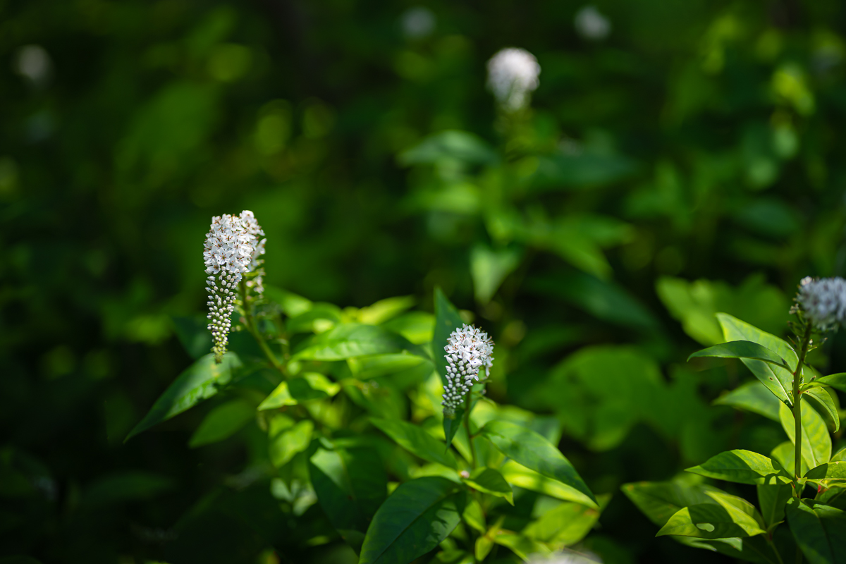 DSC_4812.jpg