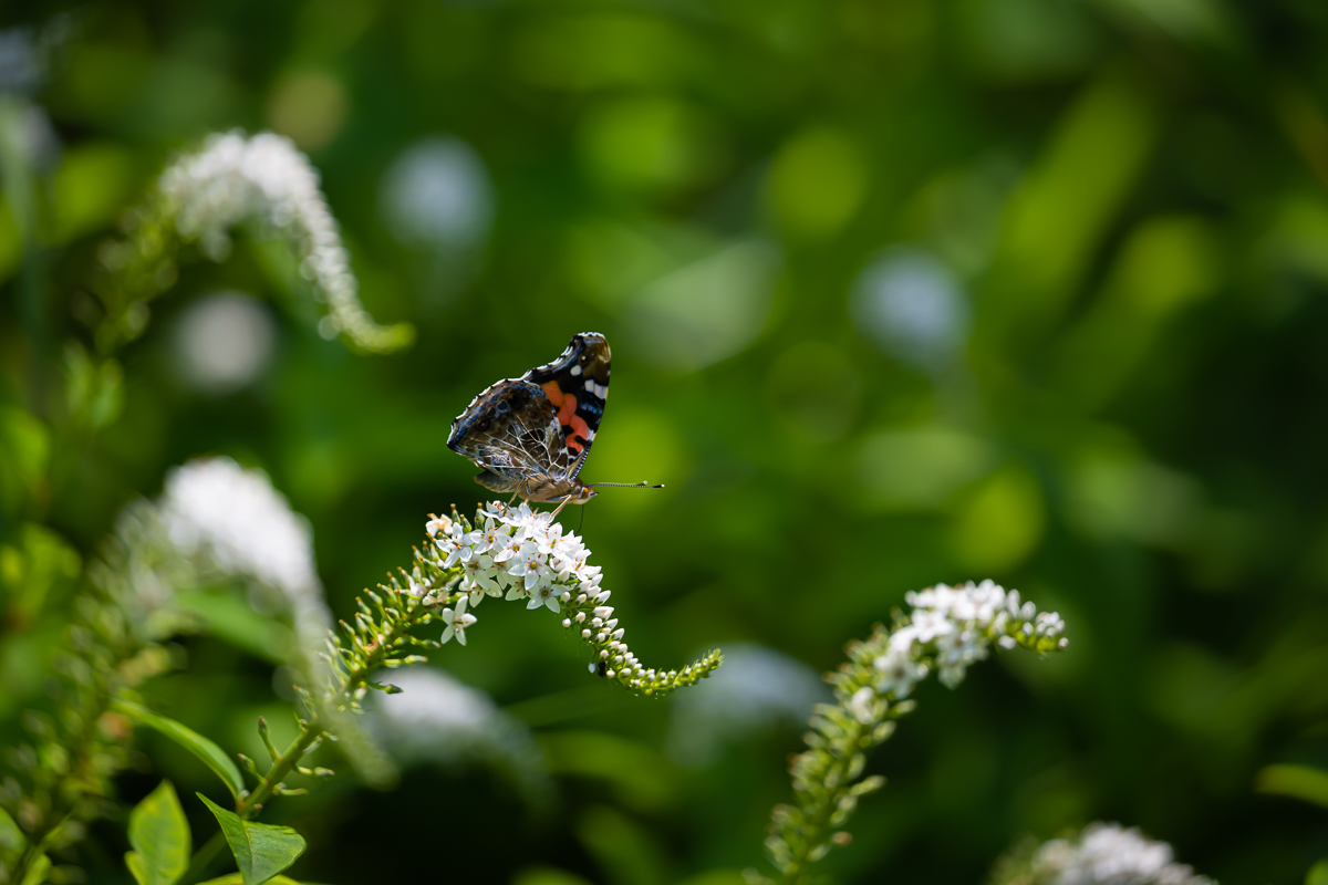DSC_4981.jpg