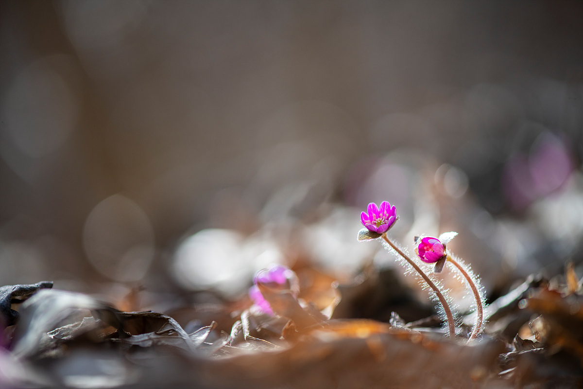 _DSC0532a.jpg