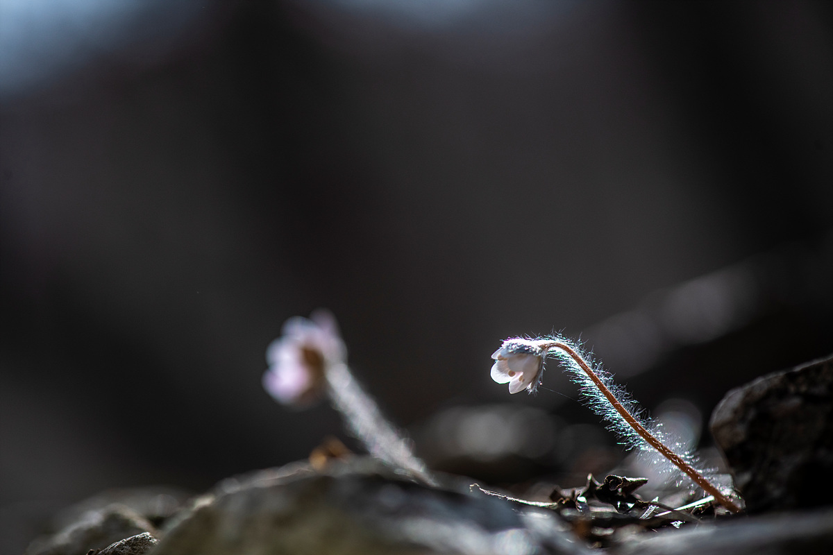 _DSC0516a.jpg