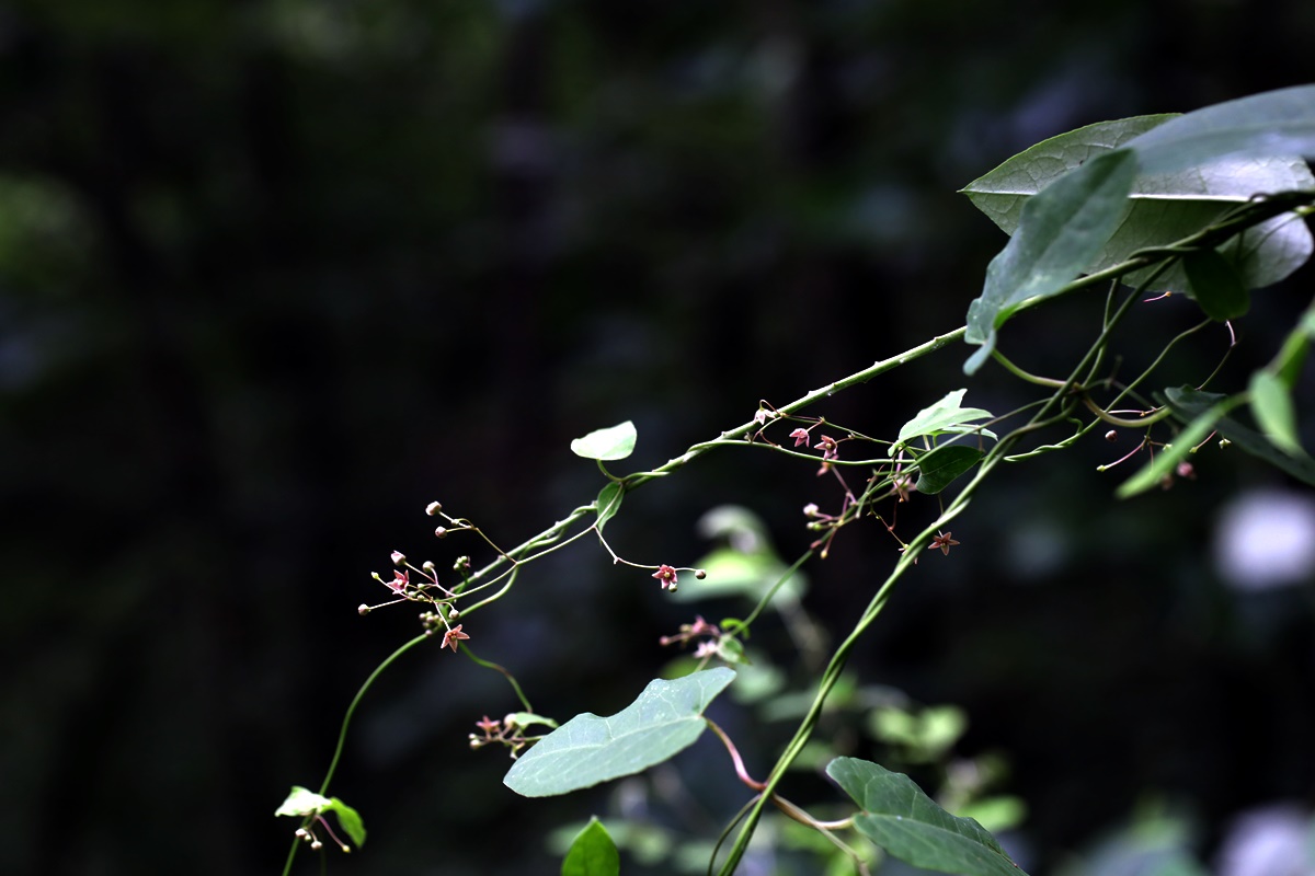 20-07-21 (103)-1.JPG