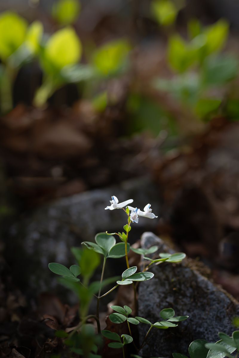 DSC_7078.jpg