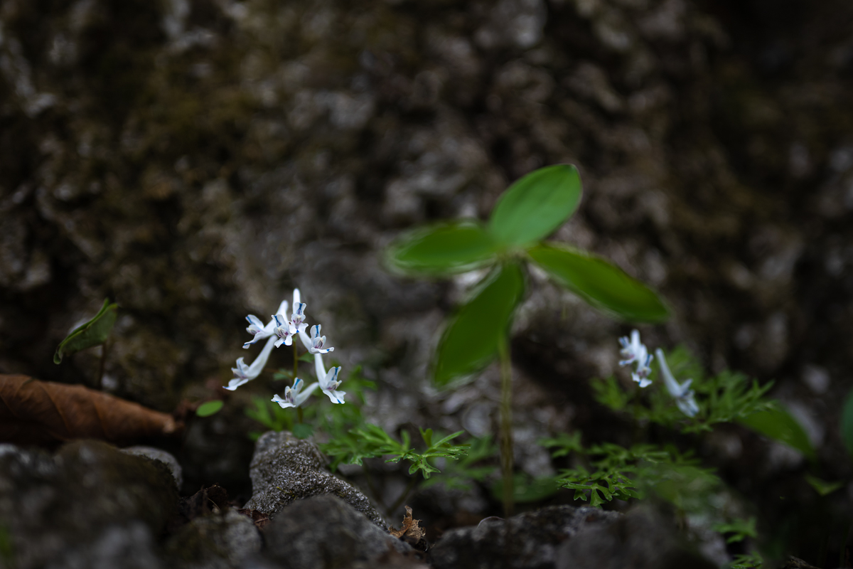 DSC_7087.jpg
