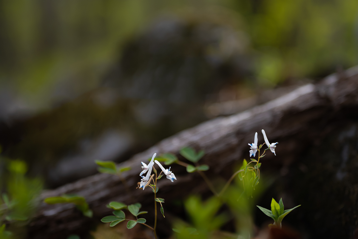 DSC_7128.jpg