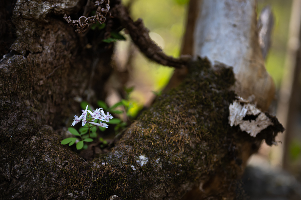 DSC_7091.jpg
