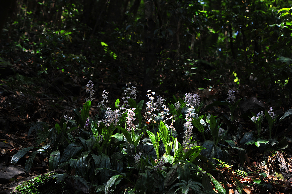 DSC_8887ss.jpg