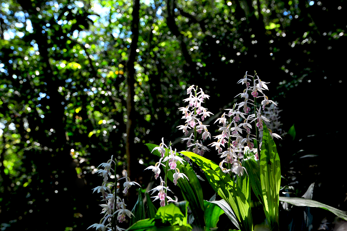 DSC_8745sss.jpg
