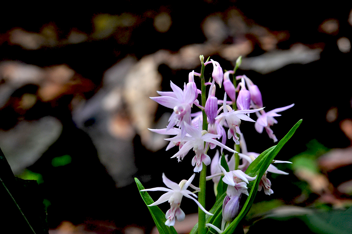 DSC_8924sss.jpg