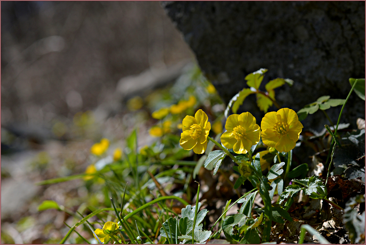 DSC_9021.jpg