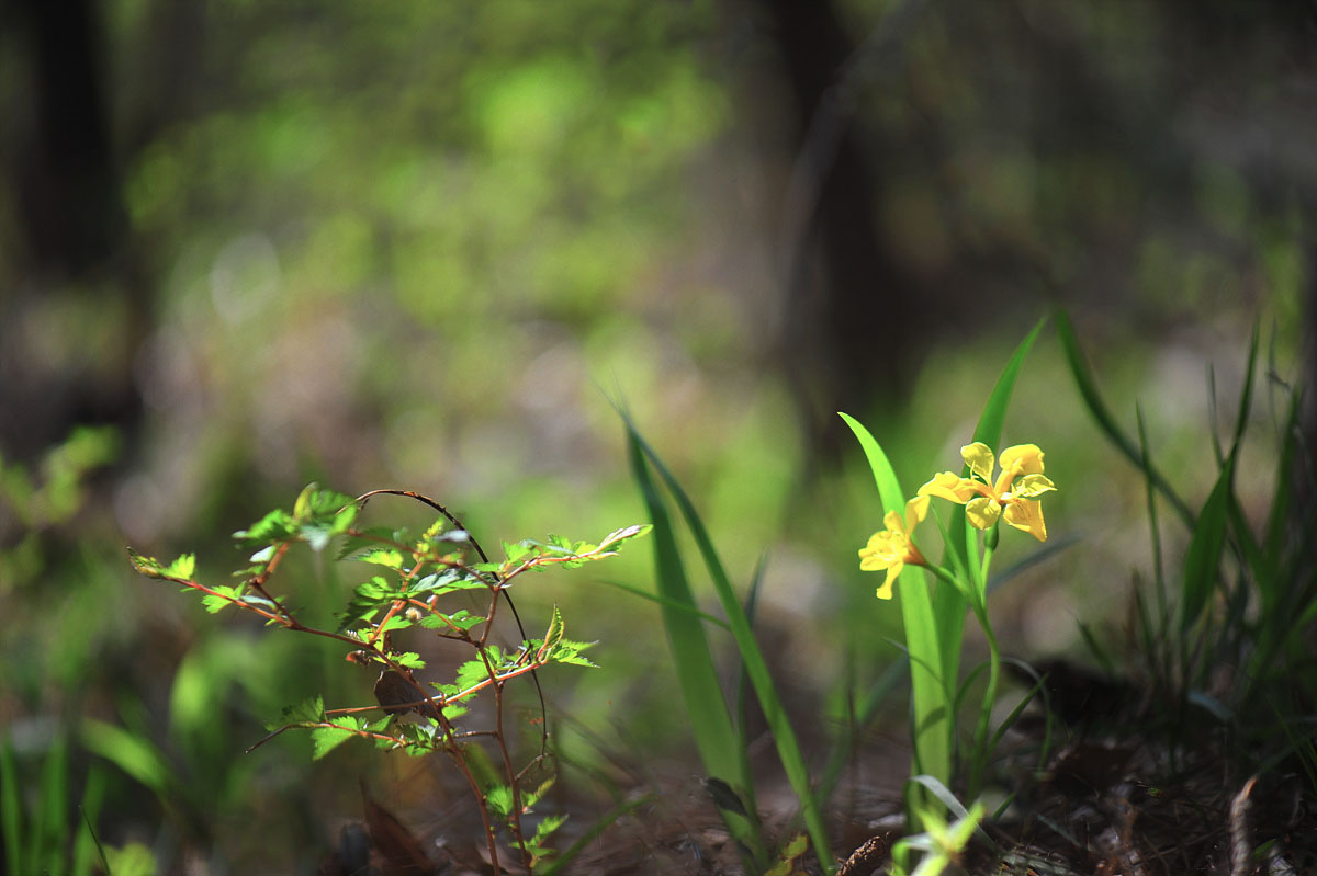 DSC_5496ss.jpg