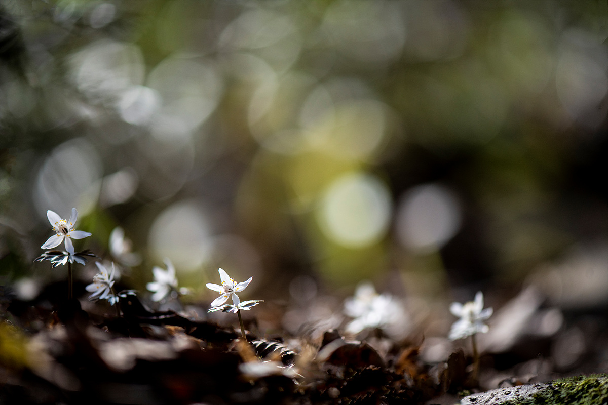 _DSC0471a.jpg