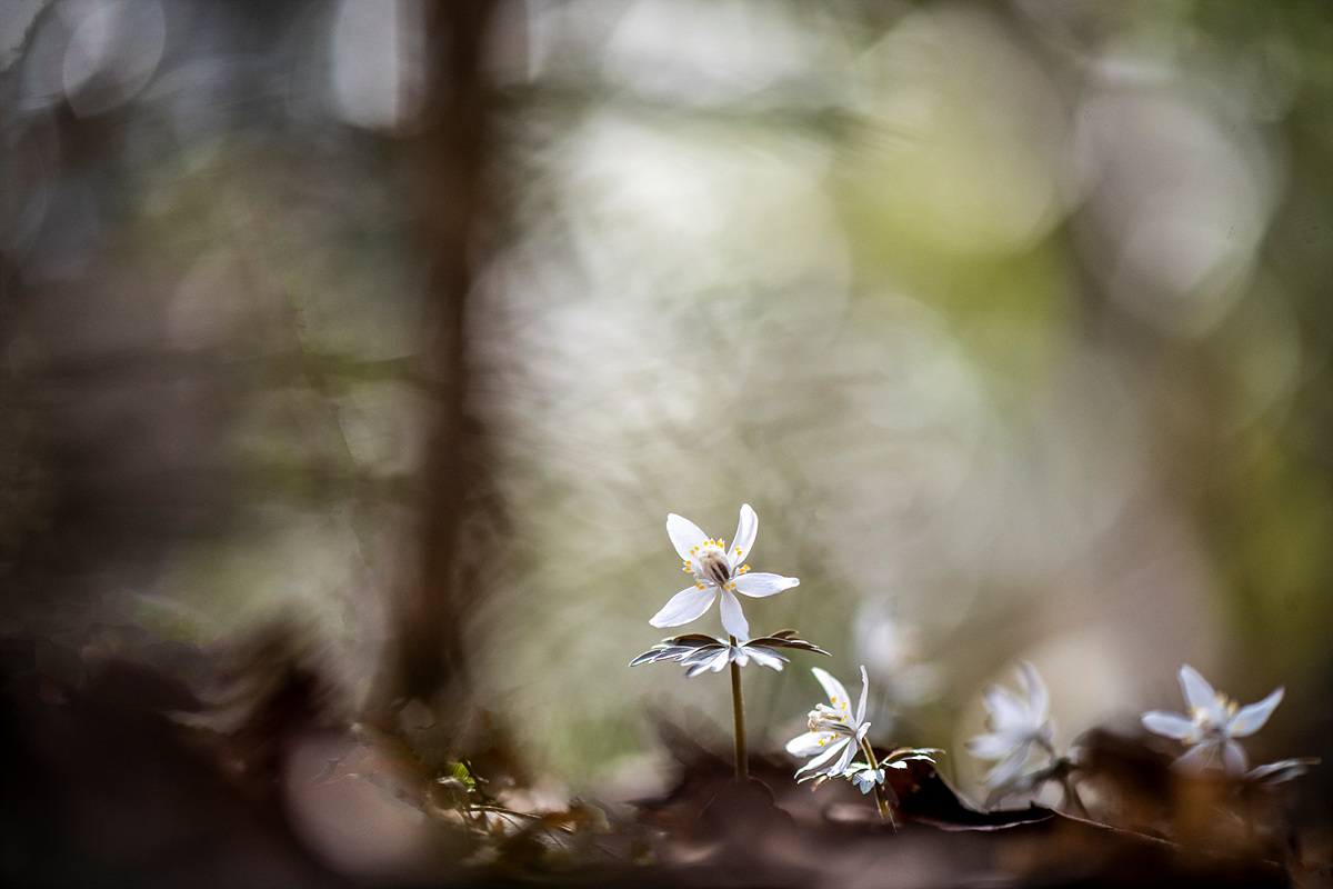 _DSC0422a.jpg