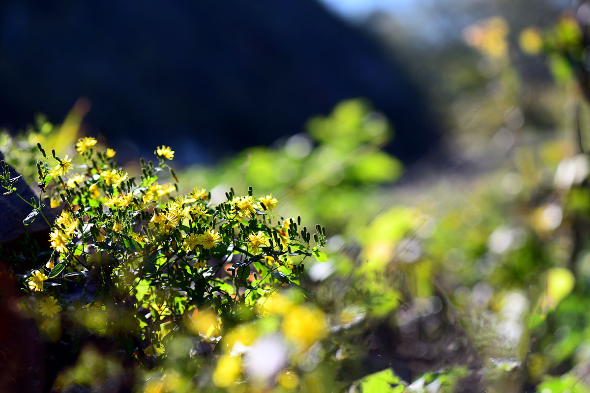 DSC_0294aa.jpg