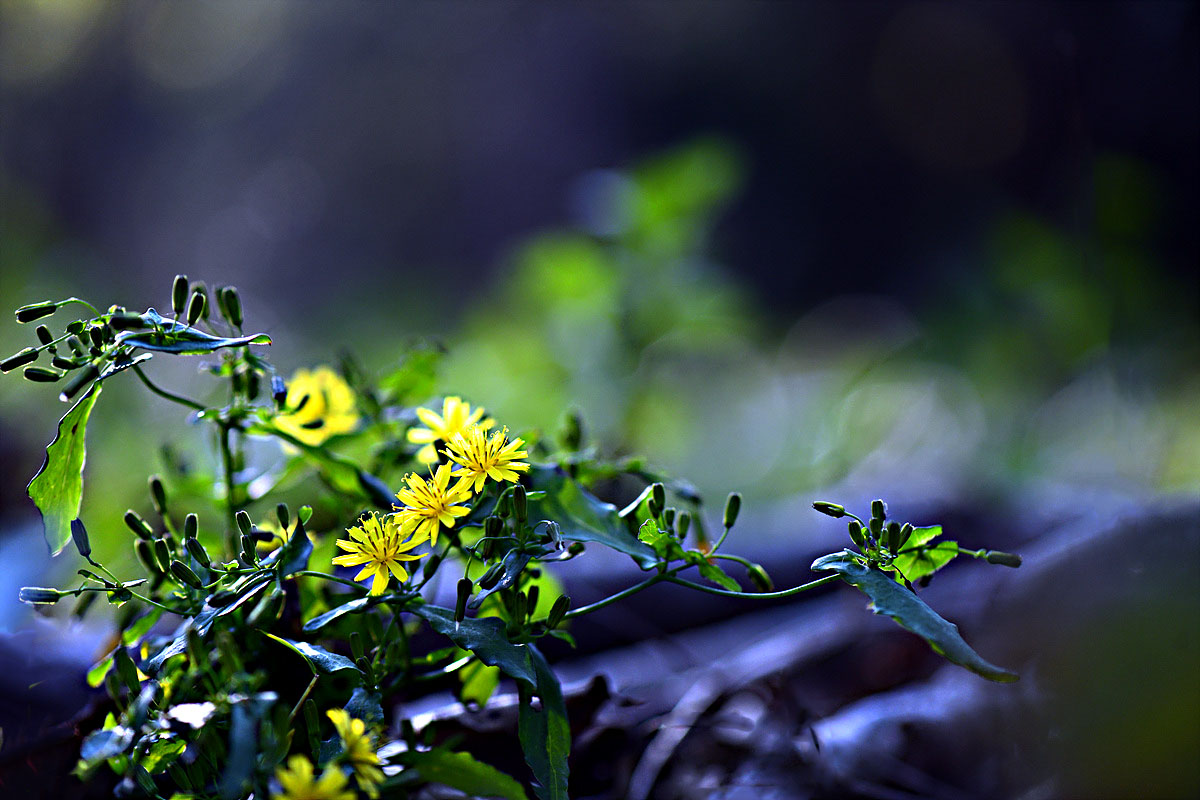 DSC_0290aa.jpg
