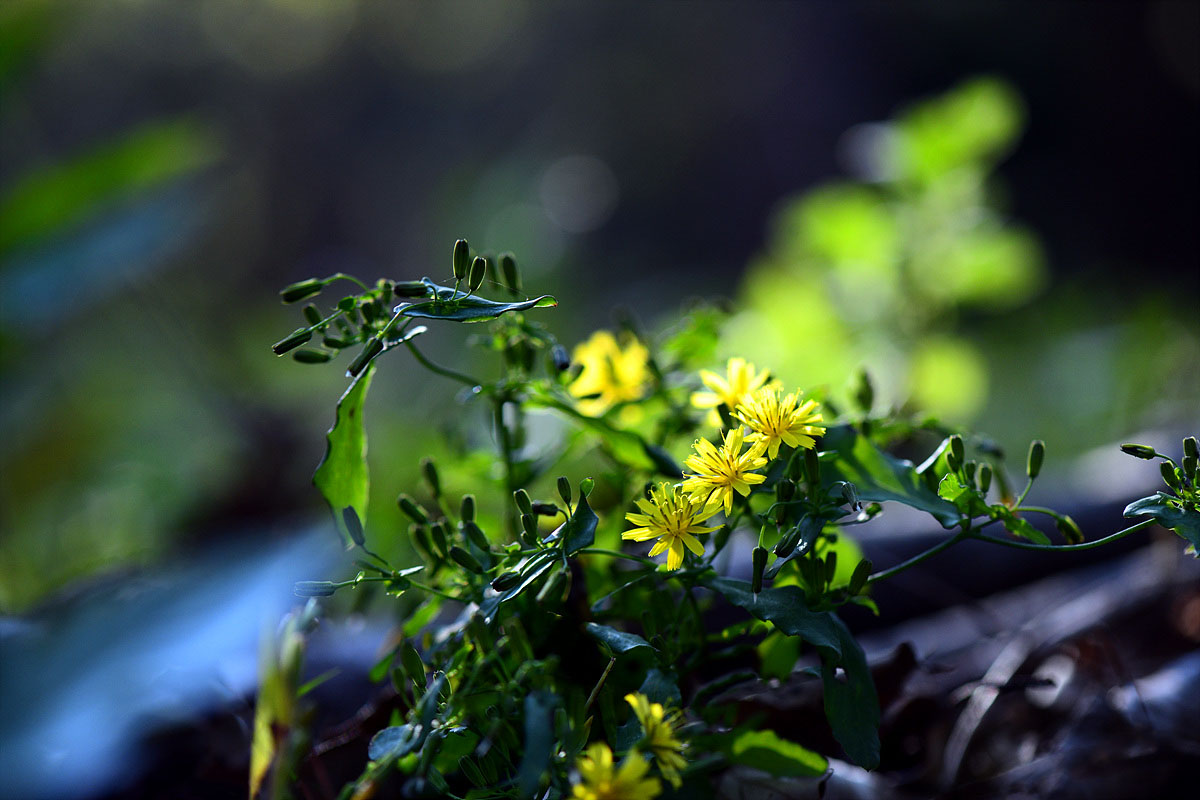 DSC_0288ss.jpg
