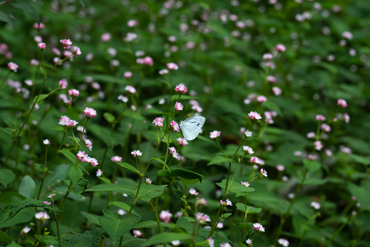 DSC_7434.jpg