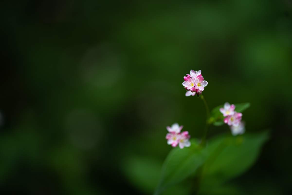 DSC_7455.jpg
