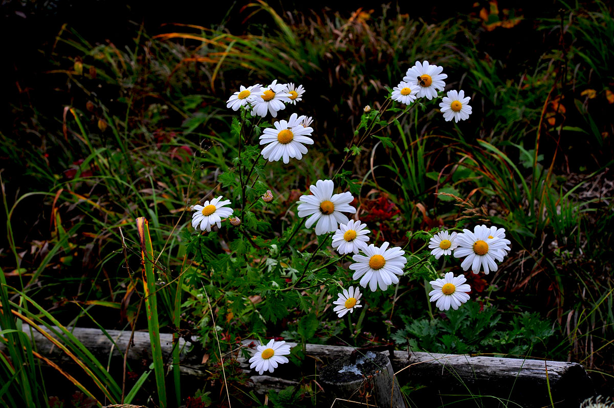 DSC_1257a.jpg
