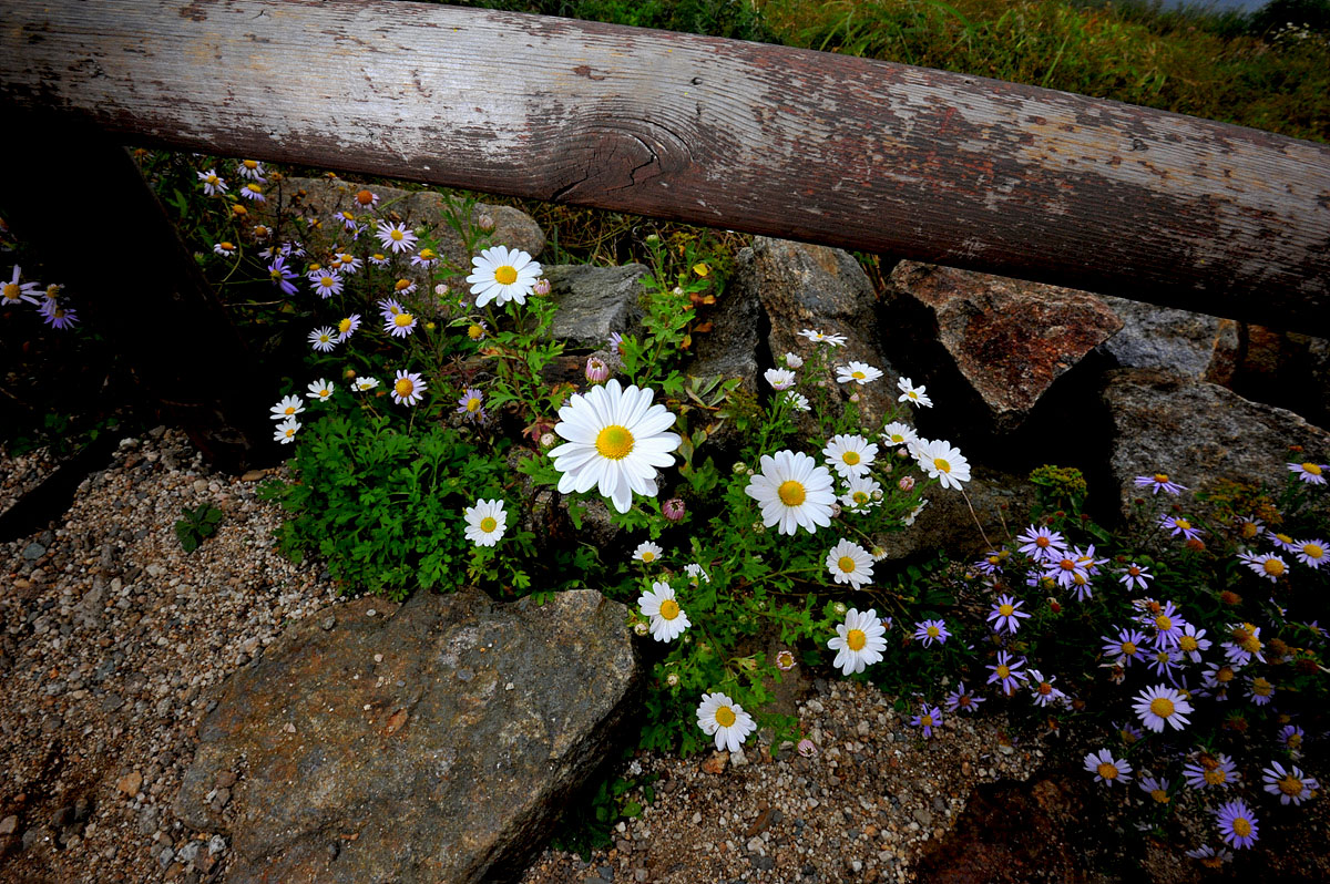 DSC_1439s.jpg
