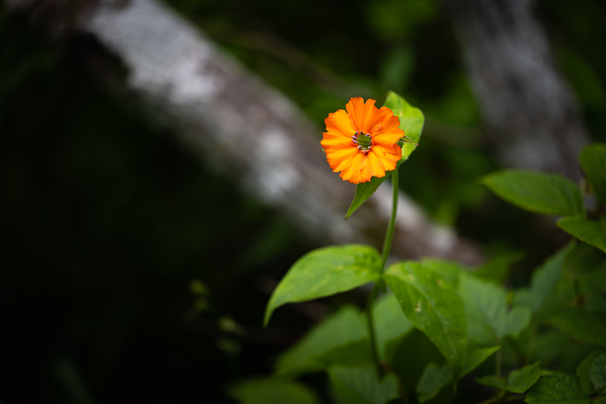 DSC_5237.jpg