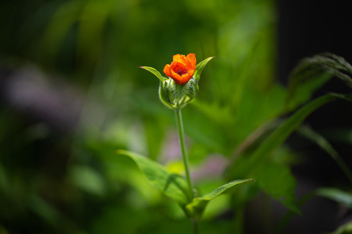 DSC_5206.jpg