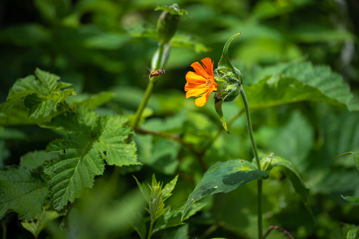 DSC_5219.jpg