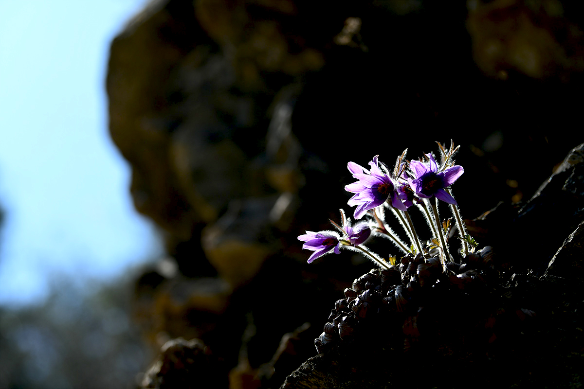 DSC_9814sss.jpg