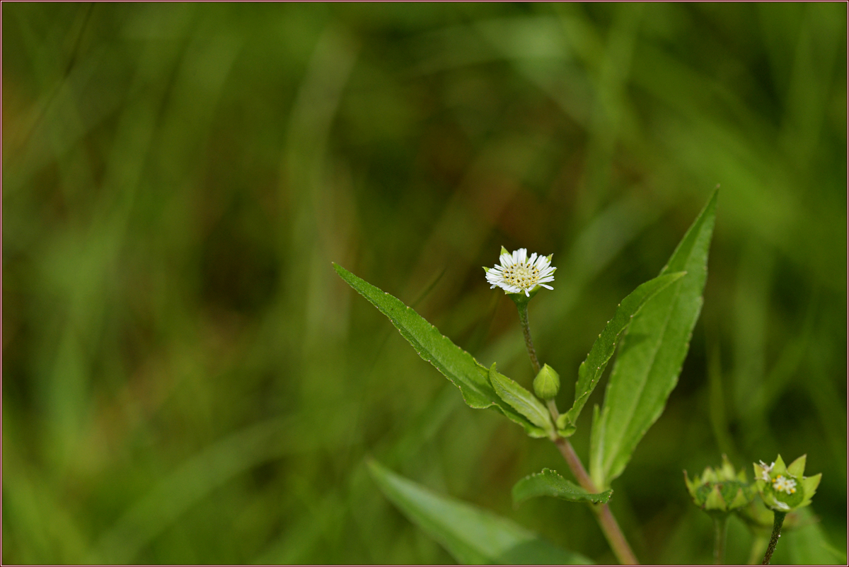 DSC_4599한련초.jpg