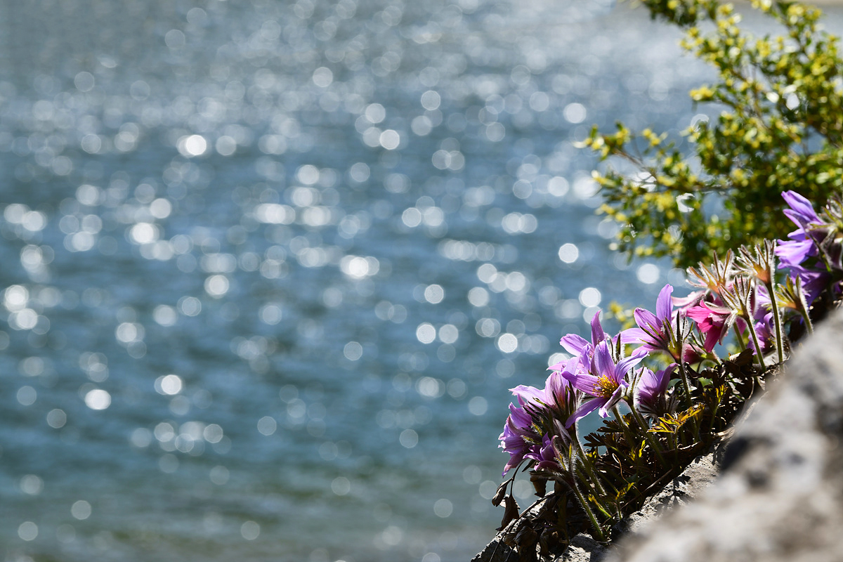 DSC_9637sss.jpg