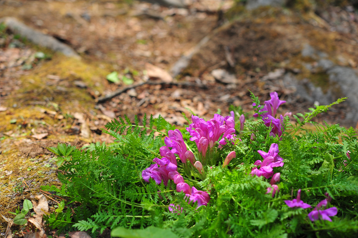 DSC_6525.jpg