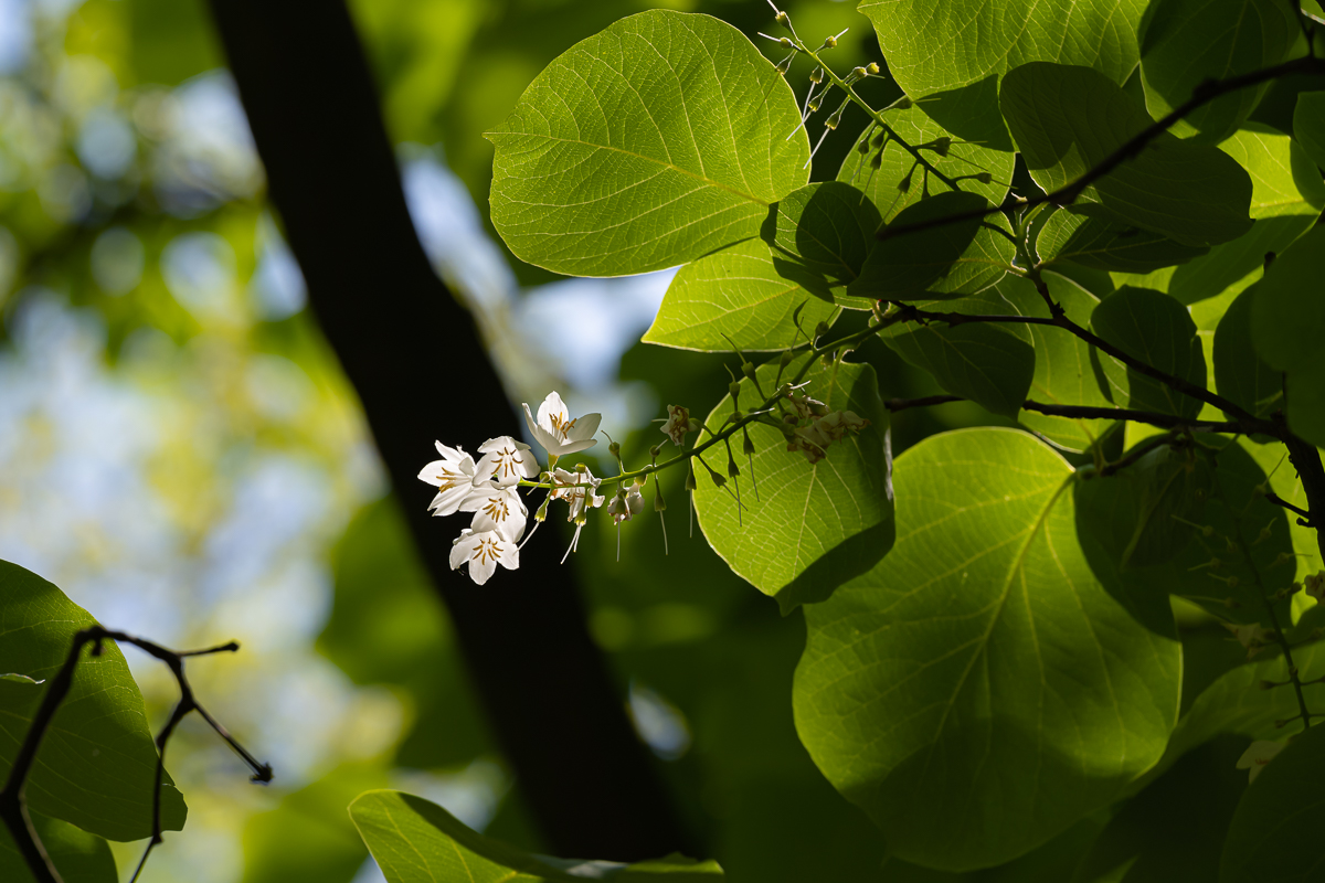 DSC_8464.jpg