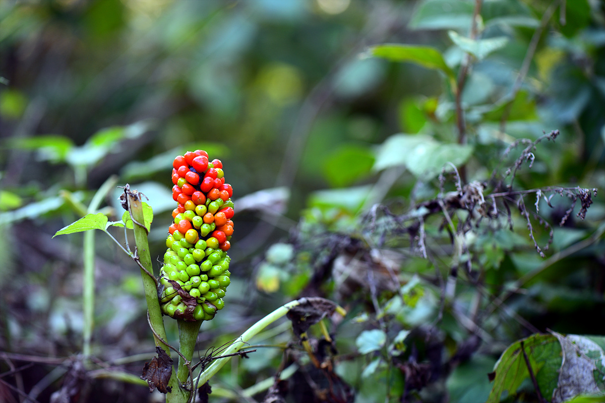 DSC_0273.jpg