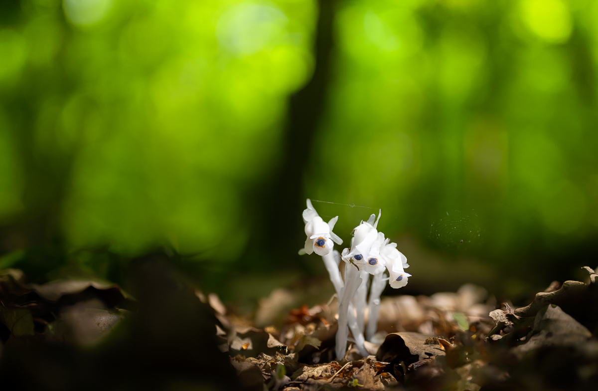 DSC_8170.jpg