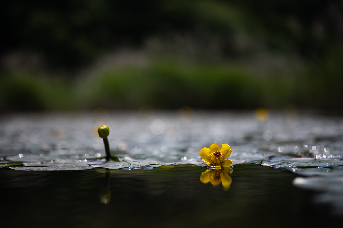 DSC_5430.jpg