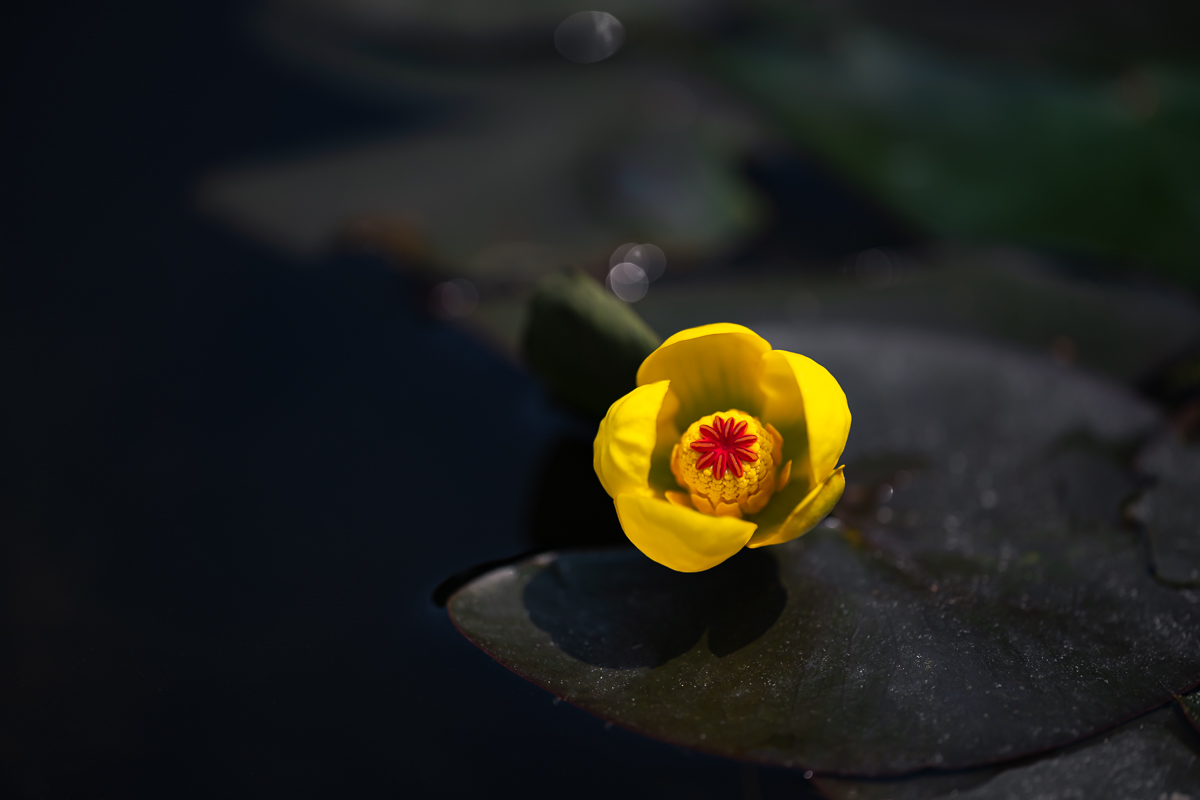 DSC_5465.jpg
