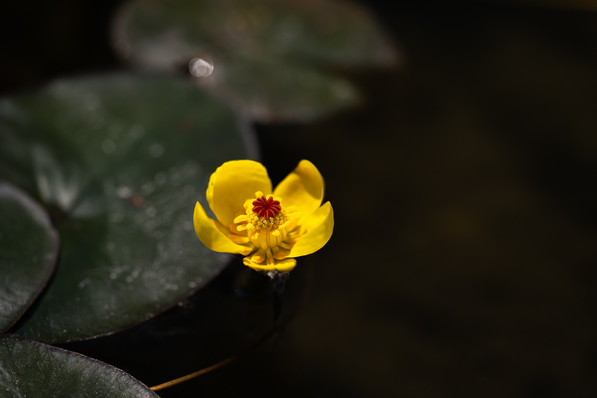 DSC_5372.jpg