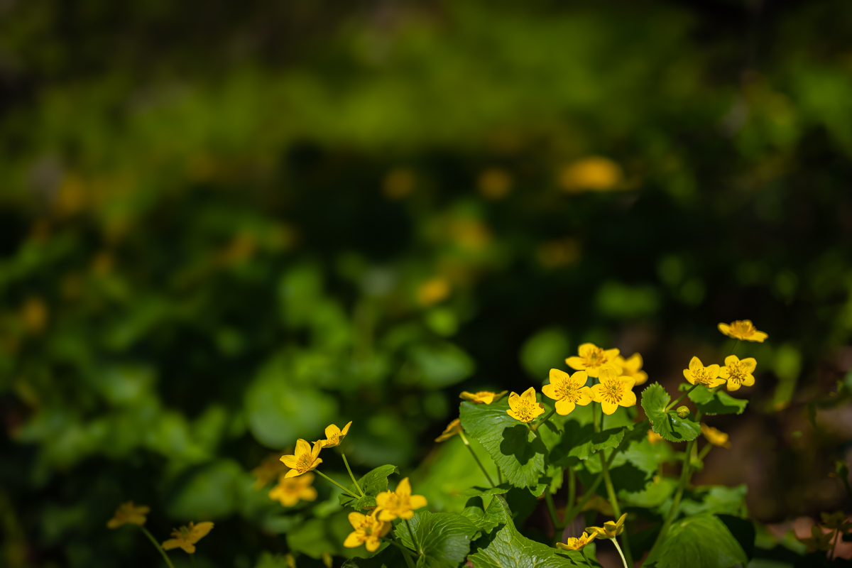 DSC_9441.jpg