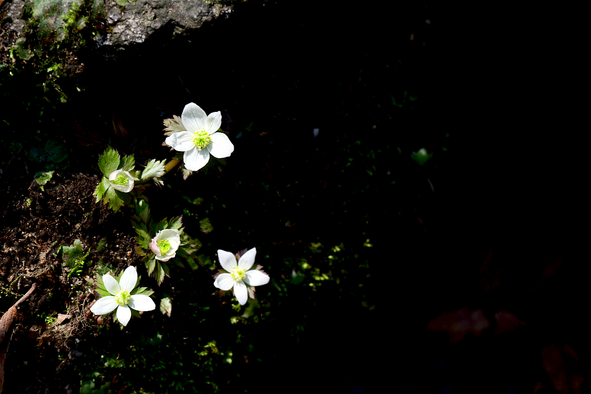 DSC_0449sss.jpg