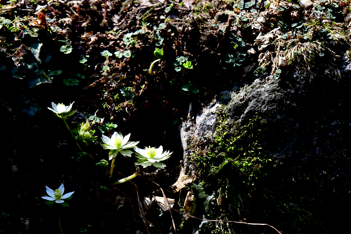 DSC_0845sss.jpg