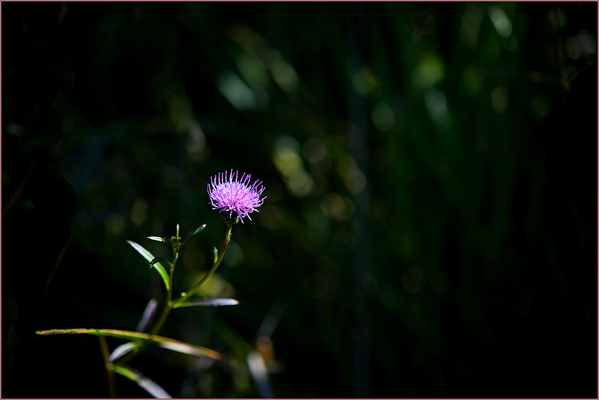 DSC_0086.jpg