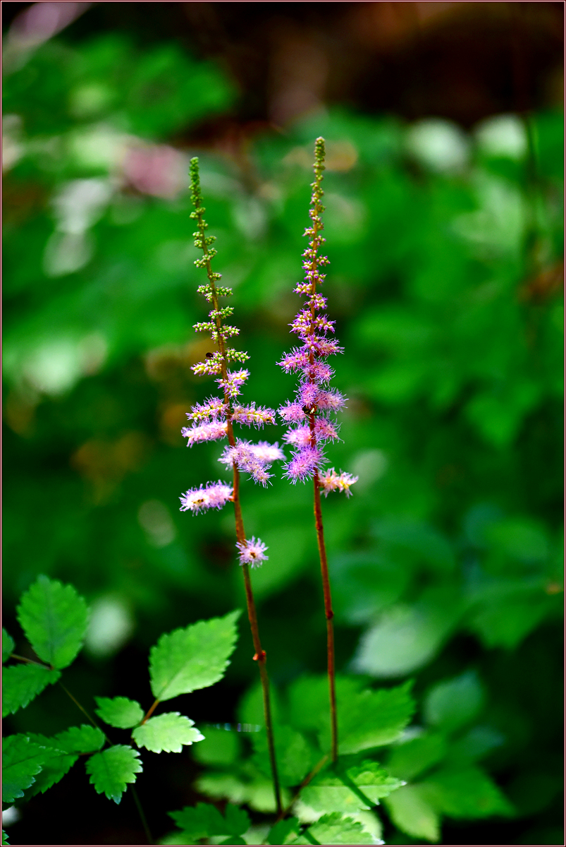 DSC_5975.jpg
