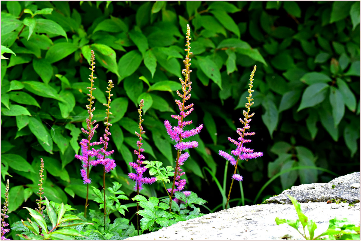DSC_5996.jpg