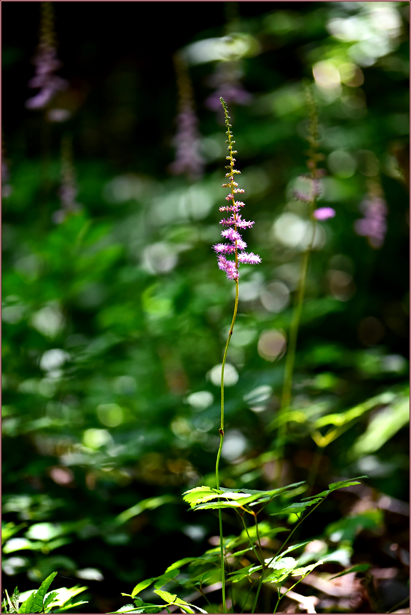 DSC_5974.jpg
