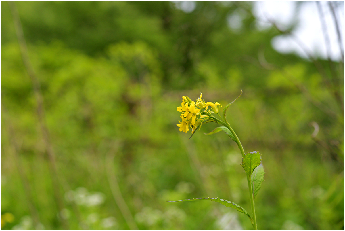DSC_2194.jpg