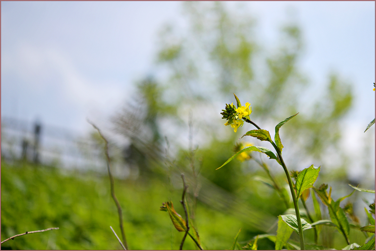 DSC_2152.jpg