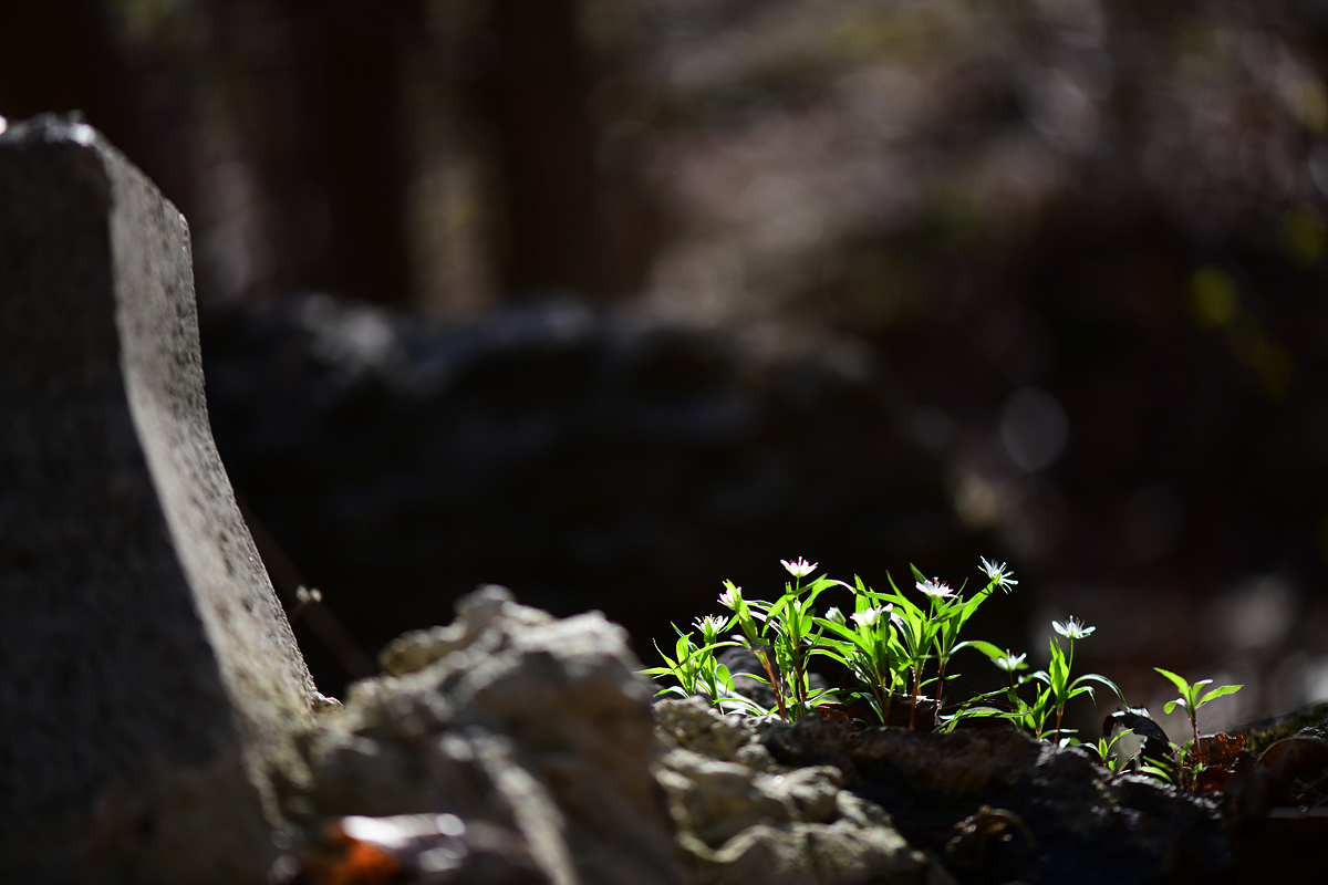 DSC_7051ccc.jpg