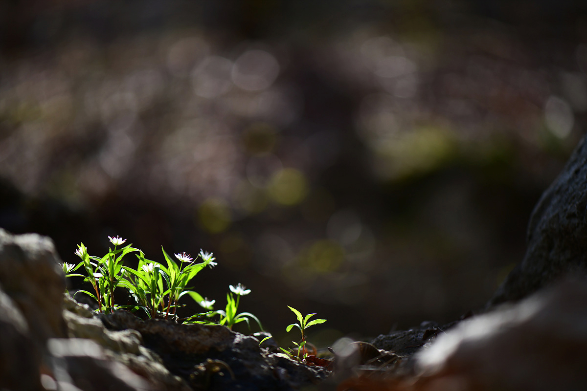 DSC_7053ccc.jpg