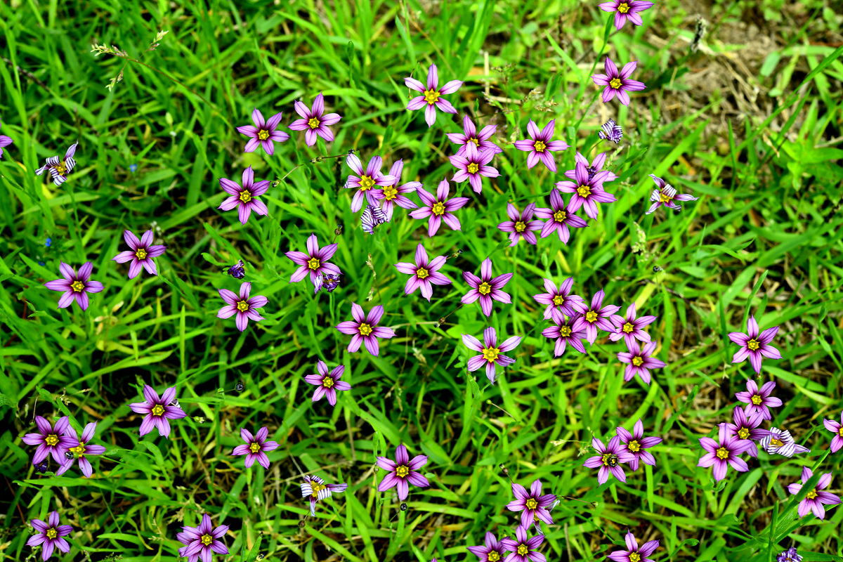 DSC_7851.jpg