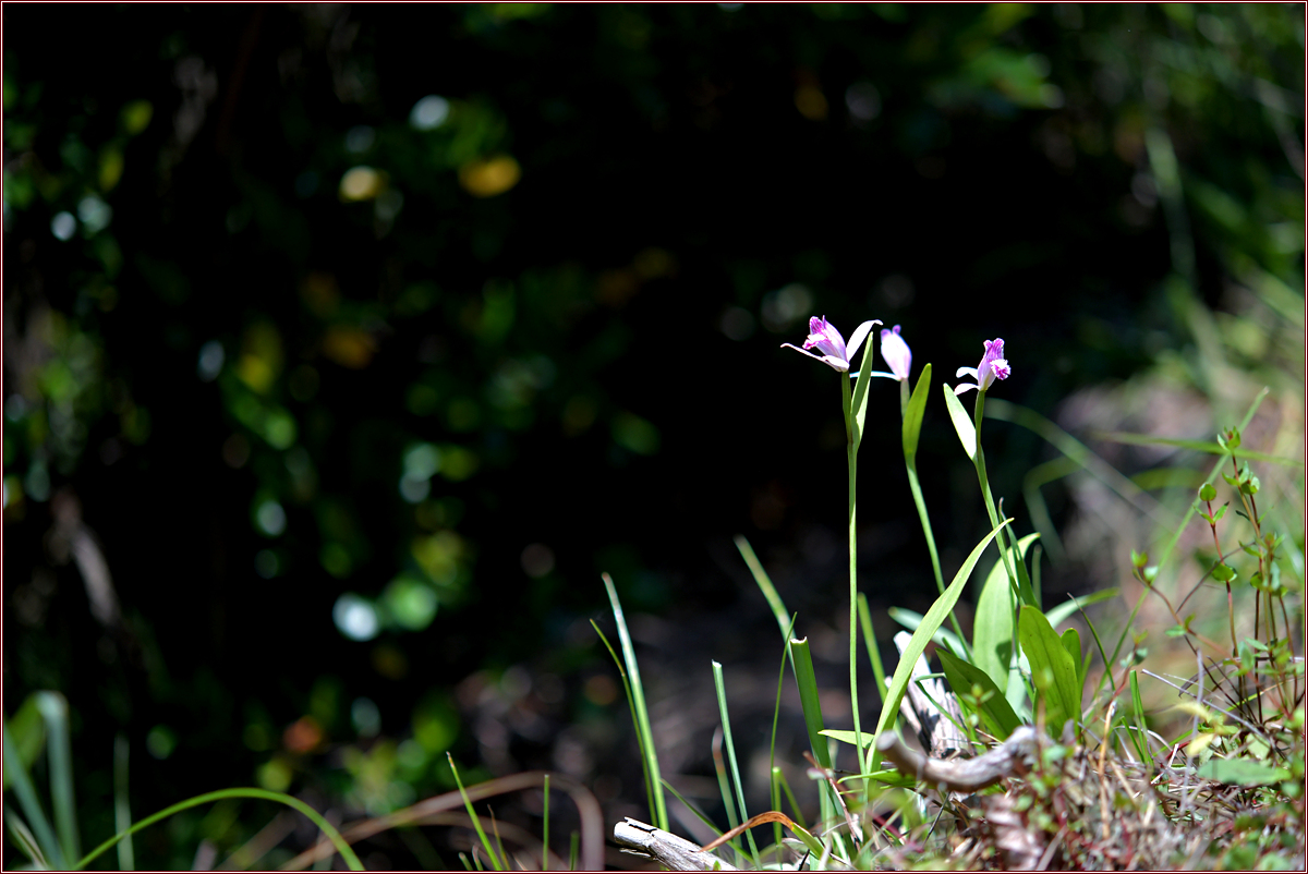 DSC_2350.jpg